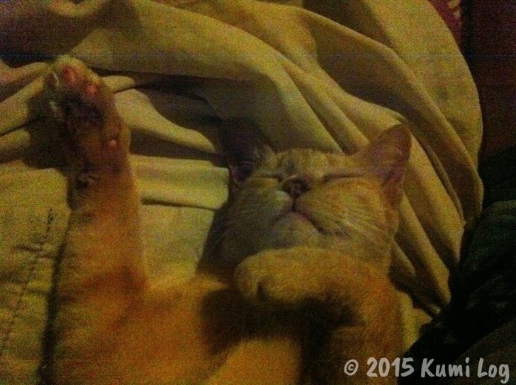 手を上げて寝ているネコさん