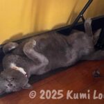 愛猫ノラ夫